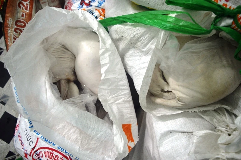 3 tạ heo sữa bẩn vượt hàng chục trạm kiểm dịch vào TP.HCM ảnh 2